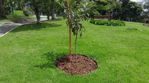 El proyecto ‘Corredor verde urbano’ transforma a Quito